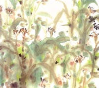 ������´��ڿ�ȫͼ���ͼ��Ctrl+�����ַŴ����С